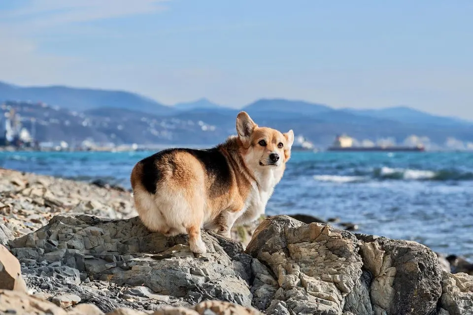 AI insurer Corgi hits $5 billion valuation after four funding rounds in five months