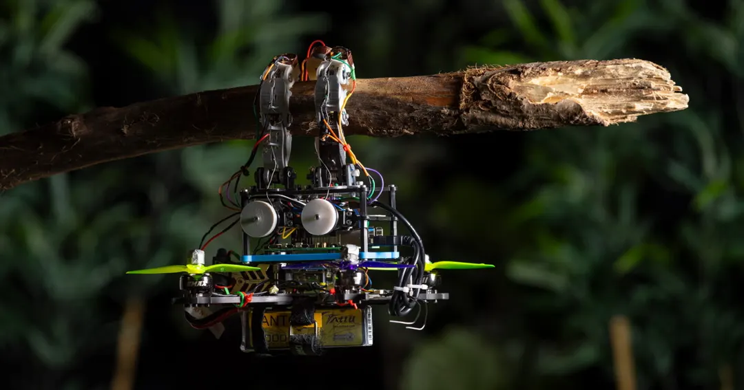 Bird-inspired drone uses touch to land on branches with 99% success