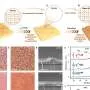 Smoother perovskite films push three-layer solar cell efficiency to 30.1%