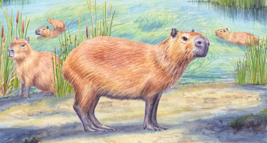 9-Million-Year-Old Capybara Tooth Challenges Atacama Desert's Dry History