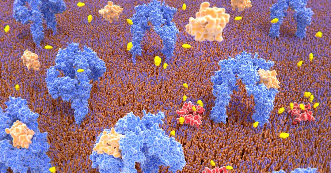 Silencing ALDH3B2 turns pancreatic ductal cells into insulin producers