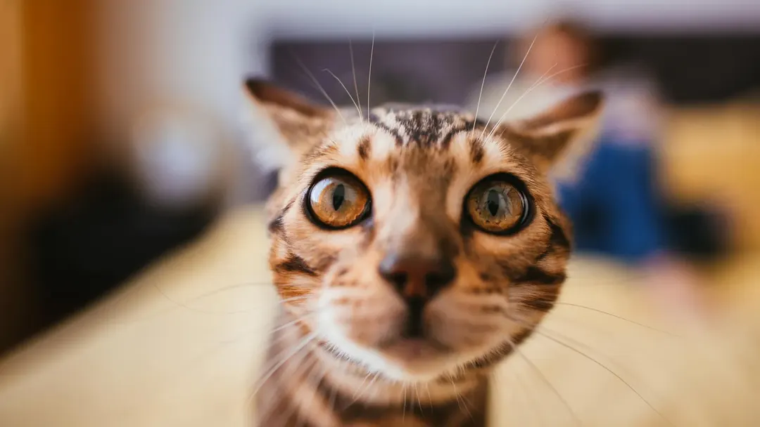 Cat tumor genetics study reveals shared cancer drivers with humans
