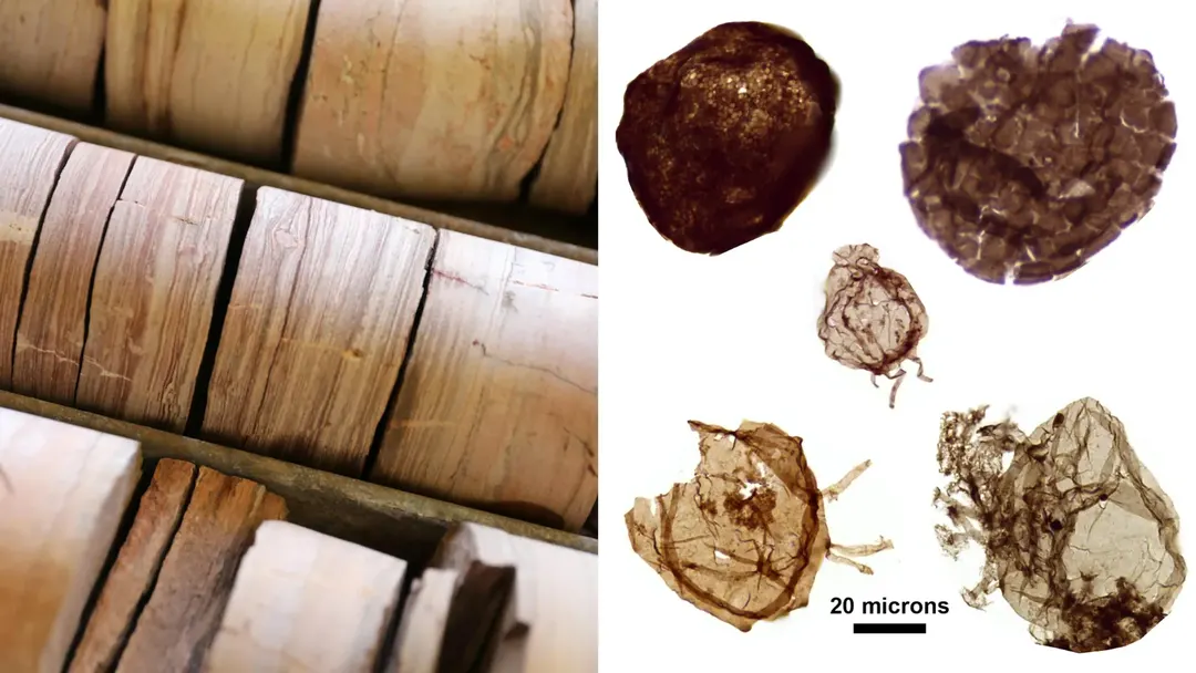 1.7-billion-year-old fossils link oxygen to the rise of complex life