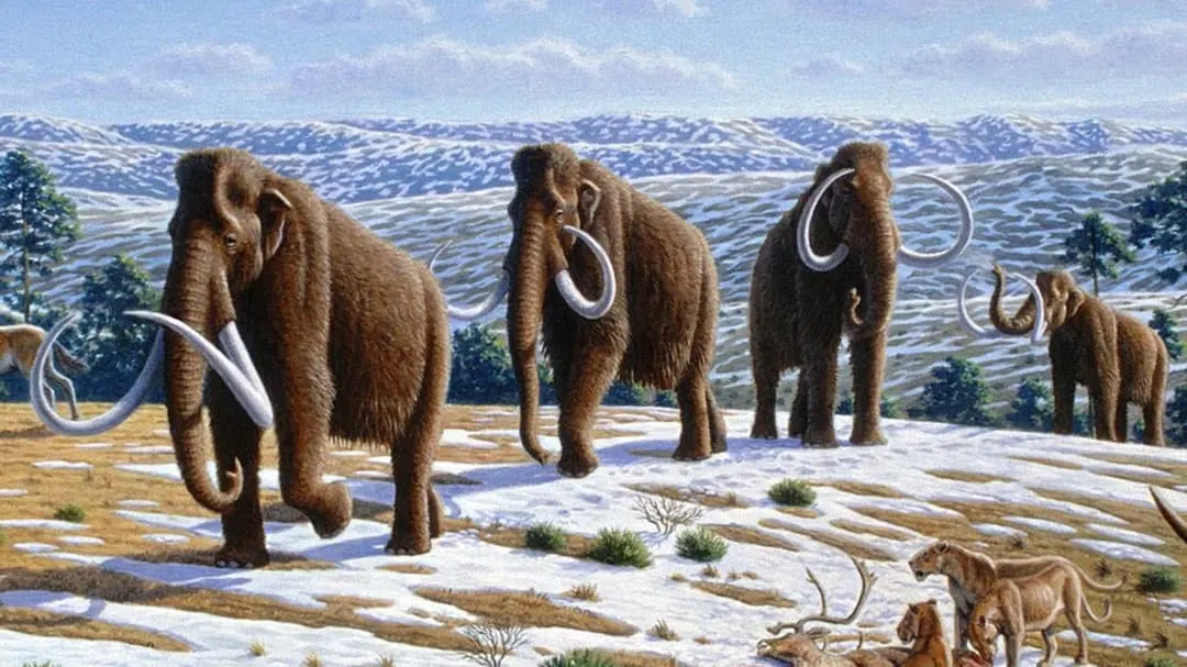 Colossal delays woolly mammoth revival to early 2030s