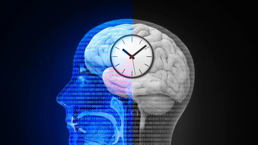 Resetting the body clock helped mouse brains recover after stroke