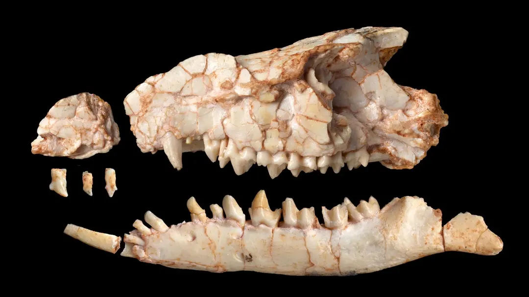 Nearly complete Mongolian fossil rewrites early mammal evolution
