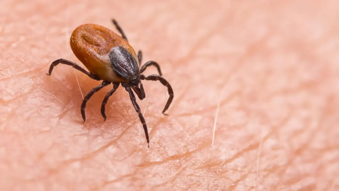 New tick-borne virus ALTNV discovered in China