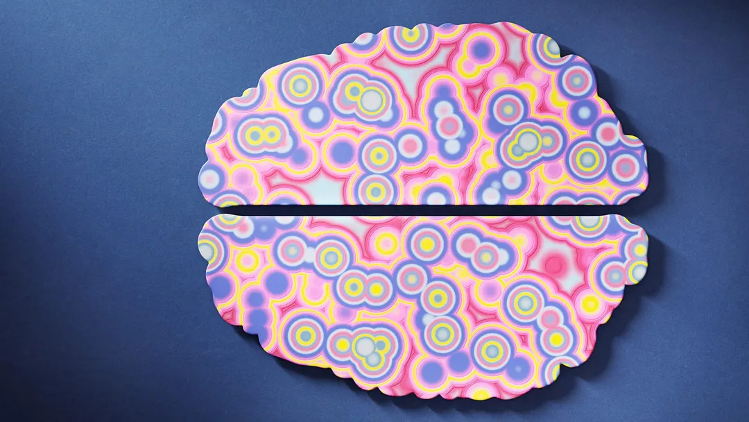 Study: the brain is actually two separate organs, forebrain and hindbrain
