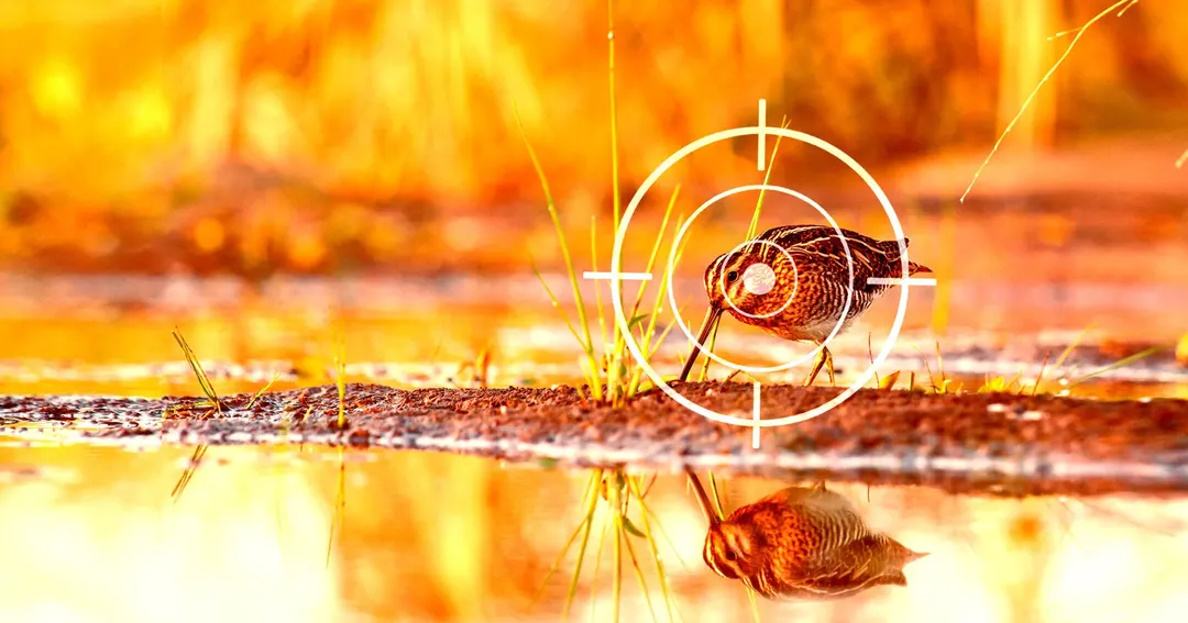 Google AI Overviews Led Alaskan Woman to Poach Birds Out of Season