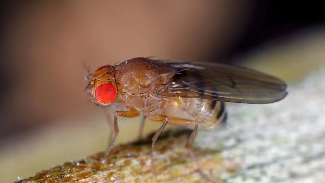 Lsp2 protein stores larval dietary memory and extends fruit fly lifespan