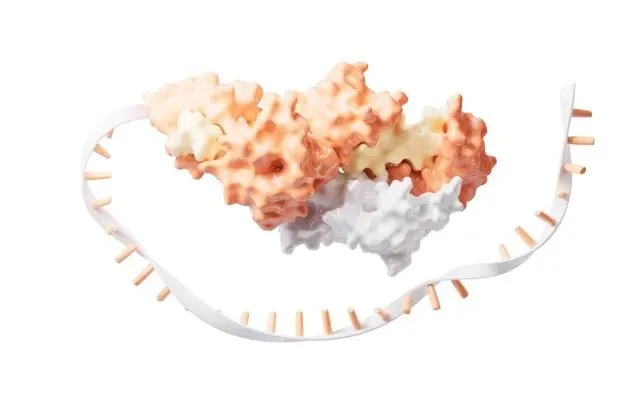Mammalian cells assemble hybrid proteins from RNA of separate genes