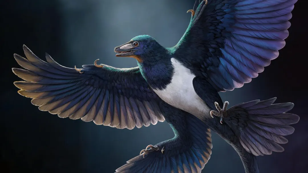 Four-winged feathered dinosaur Norellraptor barsboldi found in China