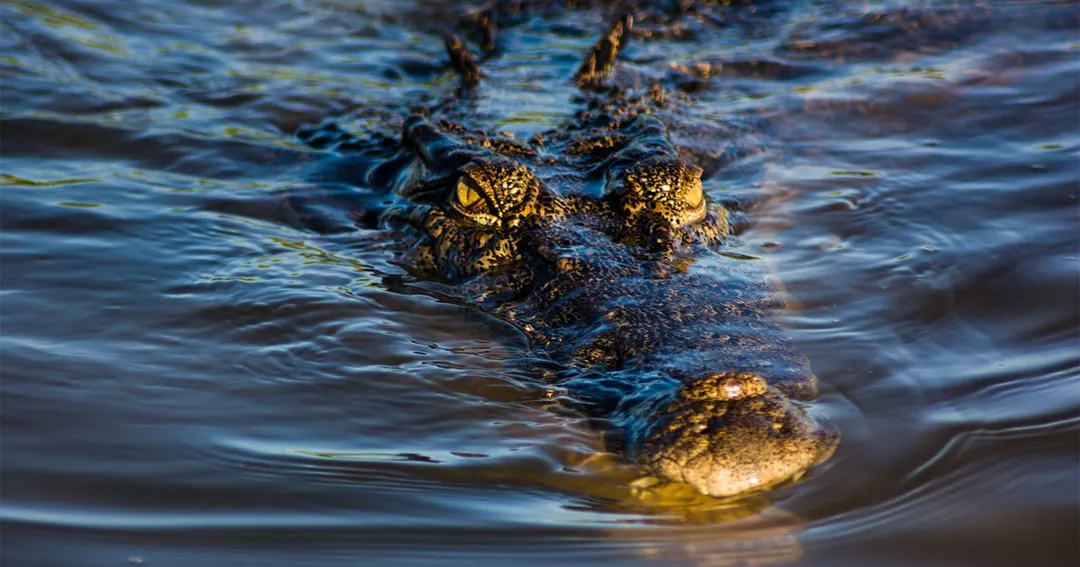 Man Faces Up to 10 Years in Prison for AI Image of Crocodile in Singapore