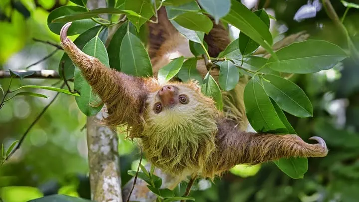 Unsloth Studio flaw let malicious AI models run Python code on inspection