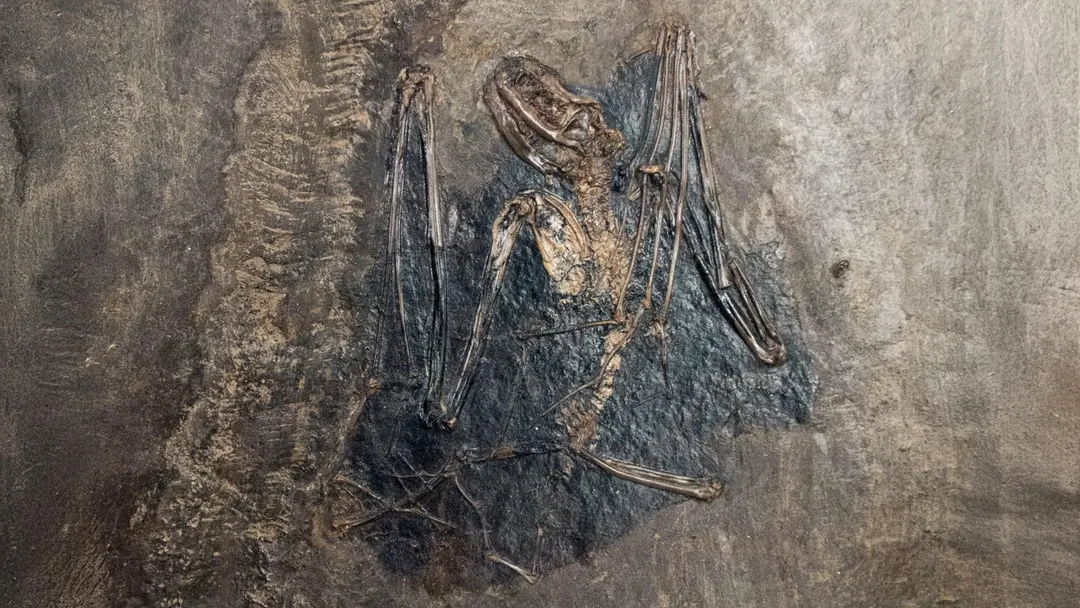 Bats likely first evolved in Europe 65 million years ago