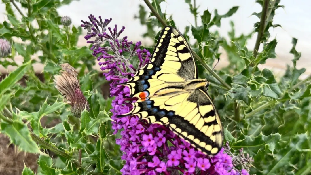 Butterfly wing patterns act as motion dazzle defense against predators