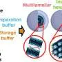 Freezing threatens mRNA delivery, but Tris buffer helps nanoparticles retain potency