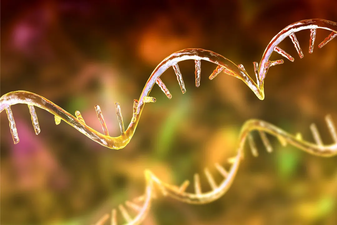 Engineered tRNA Restores Protein in Cystic Fibrosis Cells