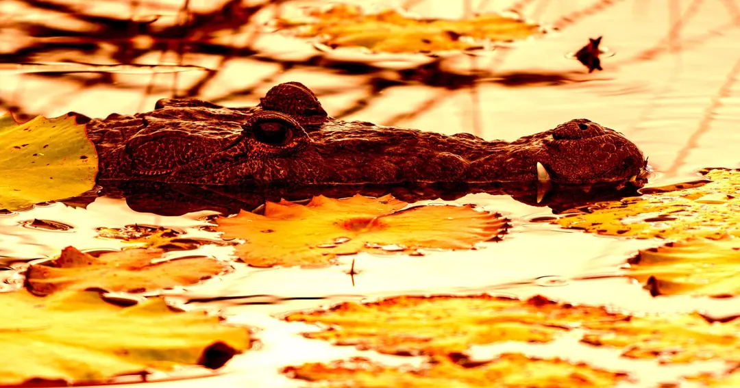 Singapore Man Faces Up to 3 Years in Prison Over AI-Generated Crocodile Photo