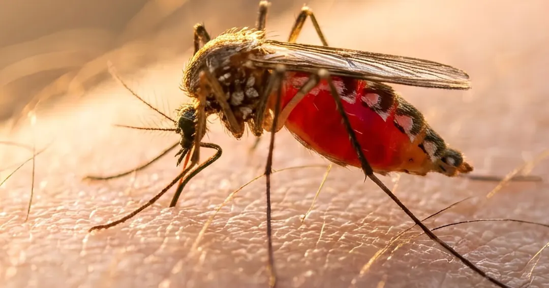 Google wants to release Aedes aegypti mosquitoes to fight disease