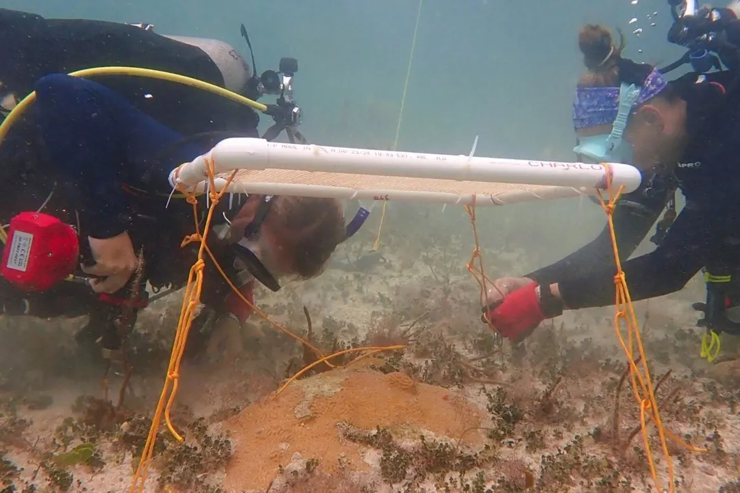 Underwater umbrellas shield Caribbean corals from bleaching