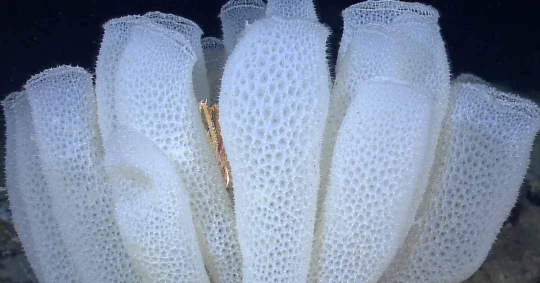 Sea sponges inspire strong, lightweight metamaterials