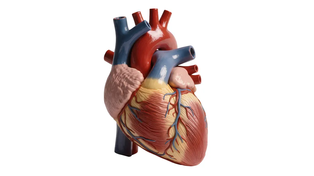 FDA approves first pediatric heart valve that grows with the child