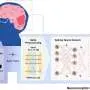 Brain-inspired imaging system can 'see' through fog