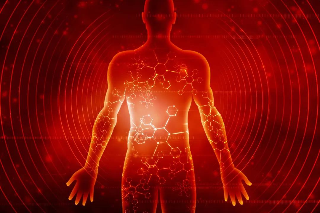 Brain Signal May Explain How Protein Restriction Extends Lifespan