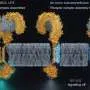 Computer-designed protein blocks immune receptor TLR4 at new site