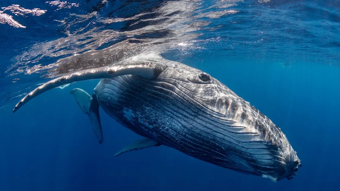 Sharrow Marine tests quieter propellers to cut ship noise for whales