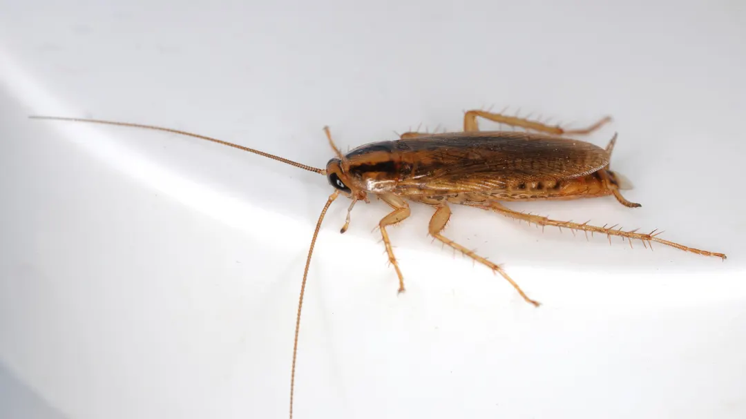 Australian researchers turn giant cockroaches into cyborg first responders