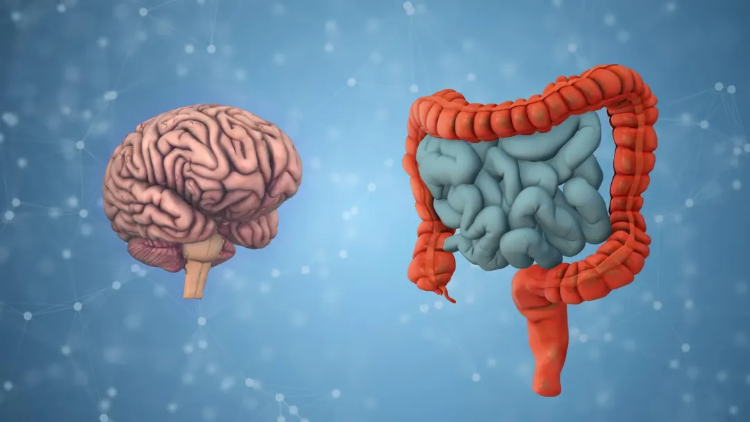 Gut bacteria linked to the pace of brain aging, UCLA study finds