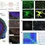 Nanoneedle arrays map RNA in fresh tissue without sequencing