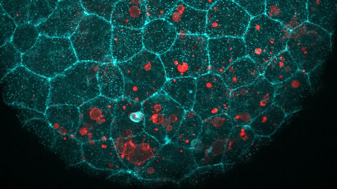 E-cadherin complex also helps epithelial cells engulf dying cells
