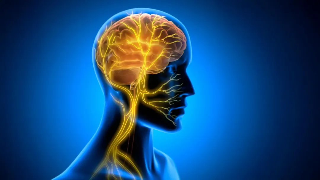 Vagus Nerve Stimulation After Practice Boosts Long-Term Skill Learning in Mice
