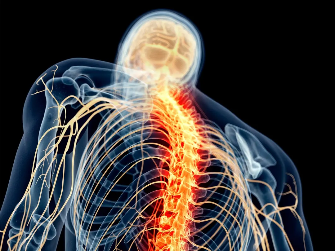 Anti-Nav1.7 Antibodies Silence Nerve Pain for Days Without Blocking Normal Pain
