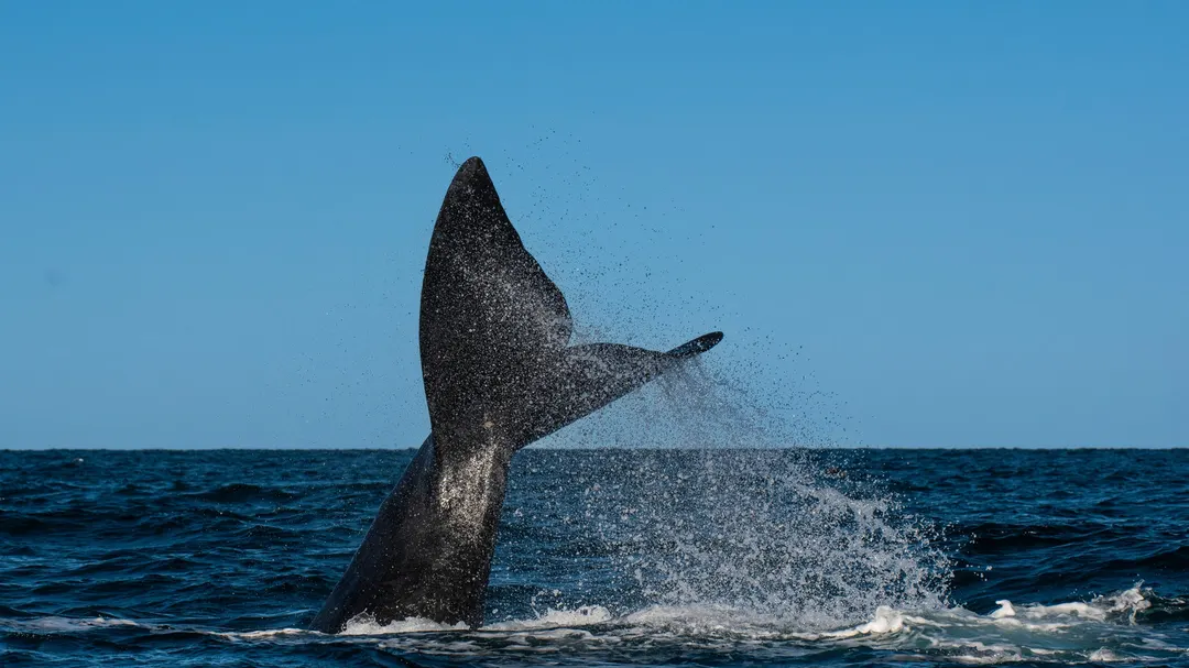 Pile Driving Noise From Wind Farms Threatens Rare Whales — Study Finds a Fix