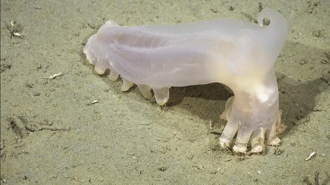 Ocean Census Confirms 57 New Deep-Sea Species Off Argentina