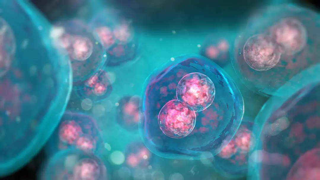 Direct AMPK Activation Extends Lifespan by Over 25% in Yeast, Worms and Flies