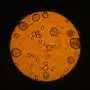Stem cells survive unexpectedly rough space travel