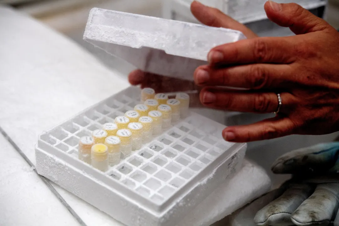 Ocean Acidification Strips Phytoplankton of Phosphorus, and Evolution Can't Undo It
