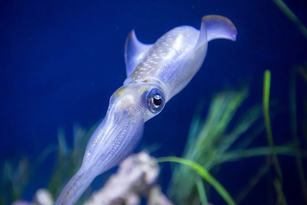 Japanese flying squid faces zero catch by 2040s under every emissions path