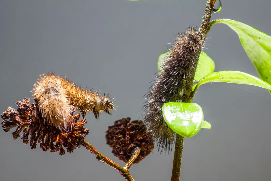 Subarctic Caterpillars Rewrote Cloud-Seeding Chemistry, Study Finds
