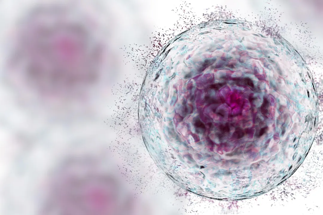 PD-L2 May Help Aging Cells Hide From the Immune System