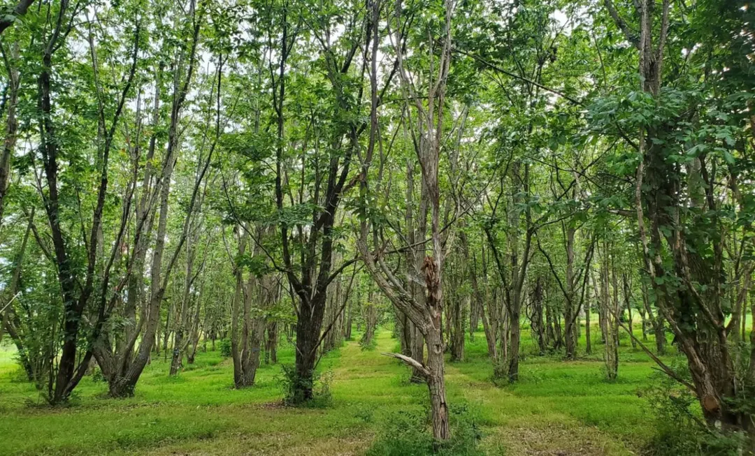 Data center in West Virginia may destroy grove of blight-surviving chestnuts