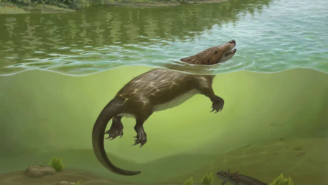 168-million-year-old platypus-like mammal relative found in China