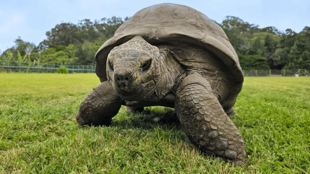 194-year-old tortoise Jonathan has 287 longevity gene variants