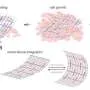 Engineers create ultrathin mesh that harvests energy from heart cells