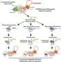 Compact CRISPR alternative inserts large DNA segments using bacterial proteins